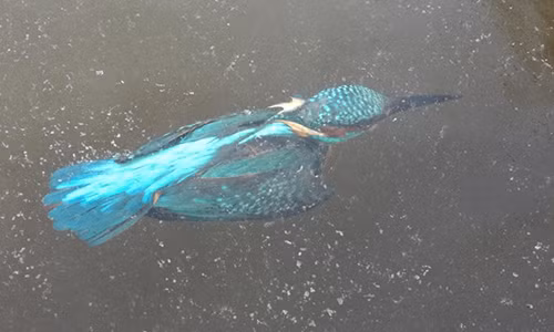 Chim bói cá đông cứng vì giá rét ở Hà Lan.