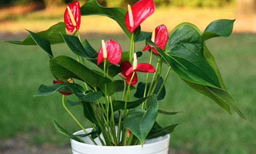 Nguoi menh Hoa nen trong cay gi trong nha de hut tai loc