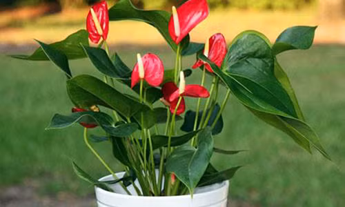 Nguoi menh Hoa nen trong cay gi trong nha de hut tai loc