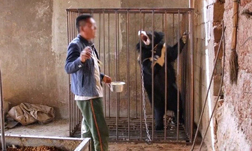 Yang đã nuôi con gấu đen suốt 3 năm qua, tưởng là chó.