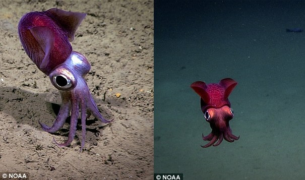 Một con mực có hình thù kỳ lạ.