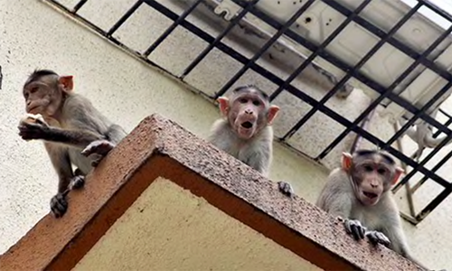 Bi khi cuop khoi long me, be 12 ngay tuoi chet thuong tam