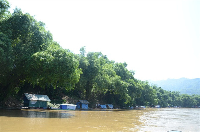 Mô hình nuôi cá chiên trên sông Lô của người dân thôn Hợp Long 2.