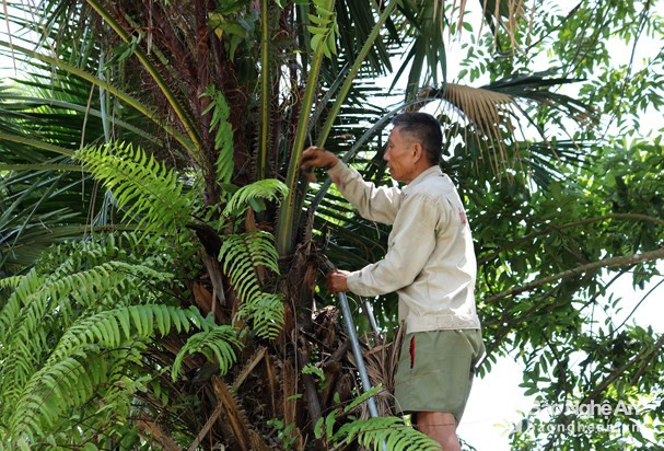 Trèo trám, hái trám trên cây đã khó, nhặt trám dưới gốc cũng phải kiên trì, chịu khó. Những nơi không thể trải lưới để hứng, người nhặt trám phải đi tìm từng quả lẫn trong cỏ cây, bụi rậm. Nếu quả trám hái xuống chưa kịp nhặt, phơi nắng sẽ chín mềm đồng loạt, gây thất thu. Ảnh: Huy Thư