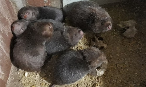 Đàn "lợn mi ni" nhà anh Toản, con nào, con nấy cũng béo tròn