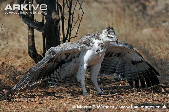 Đại bàng Martial có kích thước rất lớn.