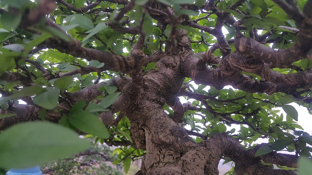 "Cây mai chiếu thủy có ý nghĩa là rước tài lộc về cho gia đình nên được nhiều người ưa chuộng" anh Toản tiết lộ.