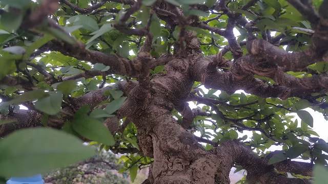 "Cây mai chiếu thủy có ý nghĩa là rước tài lộc về cho gia đình nên được nhiều người ưa chuộng" anh Toản tiết lộ.