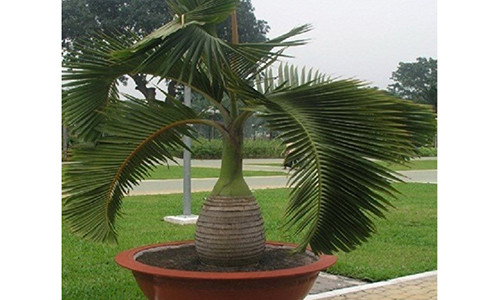 Kỹ thuật trồng cây cau sâm banh mang tài lộc cho mọi nhà. Ảnh minh họa