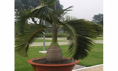 Kỹ thuật trồng cây cau sâm banh mang tài lộc cho mọi nhà. Ảnh minh họa