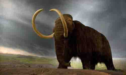 Ma mút thời cổ đại sẽ tái sinh với điểm khác biệt duy nhất là không có ngà để ngăn nạn săn trộm - ảnh: NEW SCIENTIST