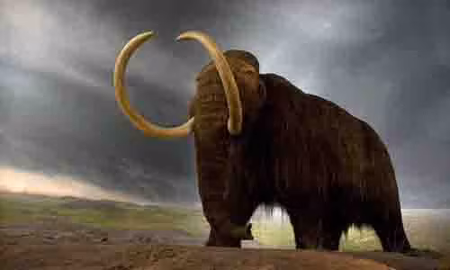 Ma mút thời cổ đại sẽ tái sinh với điểm khác biệt duy nhất là không có ngà để ngăn nạn săn trộm - ảnh: NEW SCIENTIST