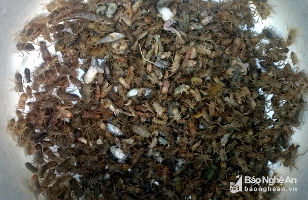 Ấu trùng chuồn chuồn (tiếng Thái gọi là niêu, khuộc) ăn có vị ngọt, tính thanh nên rất được ưa dùng cho bữa ăn giải nhiệt mùa hè. Ảnh: Hùng Cường