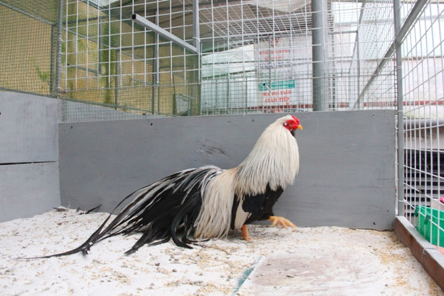 Quan trọng là con gà phải có thần thái, dáng đi đứng oai phong, luông ngẩng cao đầu. Ảnh: Ngọc Vũ.
