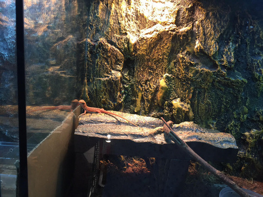 Một loại thằn lằn nhập ngoại có giá 1,5-4 triệu đồng/con.