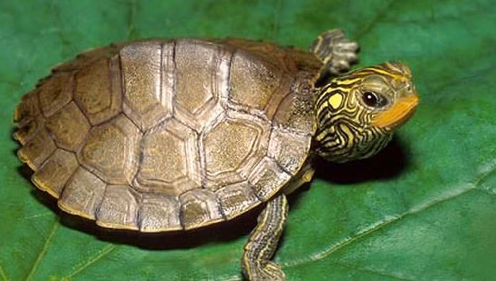 Bi an loai rua dat nhu vang rong: Bi san lung den tan diet-Hinh-2