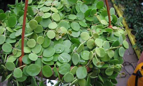 Chậu lan hạt dưa.