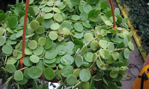 Chậu lan hạt dưa.