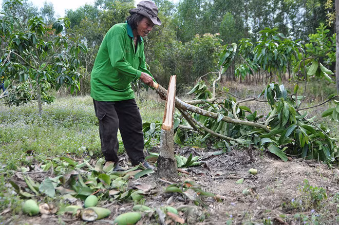Xoài đến độ thu hoạch của gia đình ông Võ Văn Điểu bị voi quật gãy. Ảnh: Ngọc An.