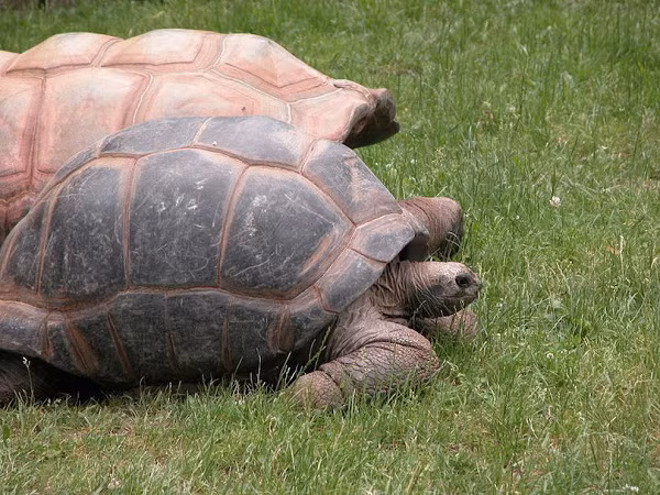 3. Aldabra Aldabra, là một trong những quần đảo Outer của Seychelles dài hơn 1.100 km từ Mahé, hòn đảo lớn nhất của quần đảo Seychelles và gần với bờ biển của châu Phi. Đây là đảo san hô lớn thứ hai trên thế giới sau Kiritimati. Do những khó khăn về tiếp cận và sự cô lập của đảo san hô, Aldabra hầu như không bị ảnh hưởng bởi con người nên nơi đây vẫn giữ được khoảng 152.000 con rùa khổng lồ.