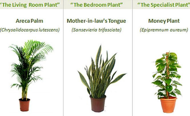 Sử dụng các cây xanh lọc không khí trong nhà và hành lang: lưỡi hổ, cọ, vạn niên thanh…