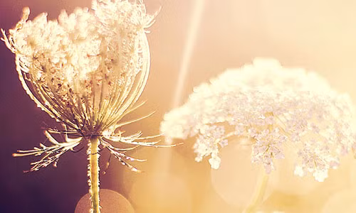 3 cung hoang dao yeu that long nhung de thanh tinh don phuong