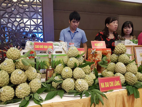 Nhung duong toi dai nua cay so dua “trai vang” xuong nui-Hinh-3