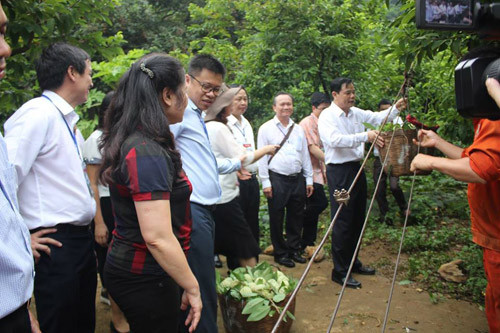 Nhung duong toi dai nua cay so dua “trai vang” xuong nui