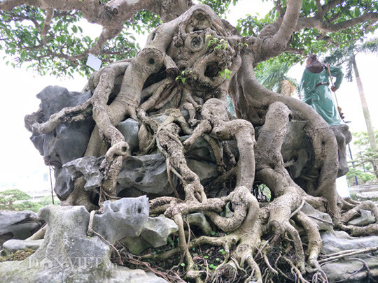 Là người từng được thấy cây sanh "long cuốn thủy" của anh Đạt, ông Phạm Văn Tình, một dân chơi cây ở huyện Hoài Đức (Hà Nội) cho rằng: "Dáng "long cuốn thủy" là một trong những dáng thế cây cảnh khá phố biến ở Việt Nam. Tuy nhiên, đối với cây sanh của anh Đạt tôi vẫn thích bỗ rễ, với các lớp rễ cây được nêm vào đá thả xuống như dòng thác rất đẹp mắt".