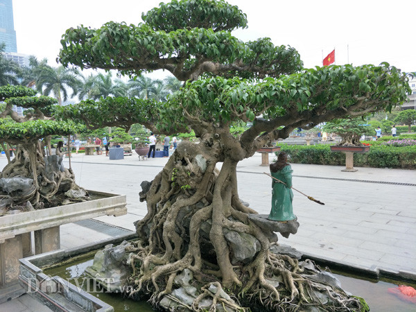 Thế cây sanh của anh Đạt giống như hình ảnh của một con rồng đang hút nước, gốc cây to, uốn cong lại làm đầu cúi xuống lấy nước, thêm mắt, mũi miệng, trong nhỏ ngòai to.