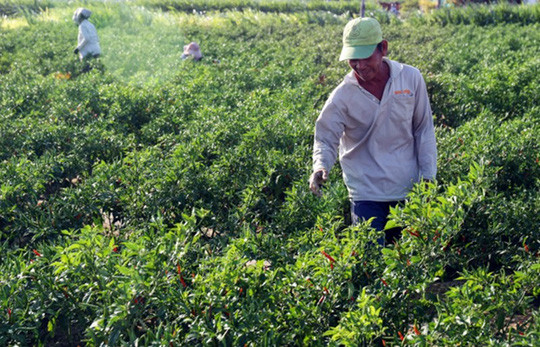 Những cánh đồng ớt vẫn tươi xanh giữa vùng tâm hạn.