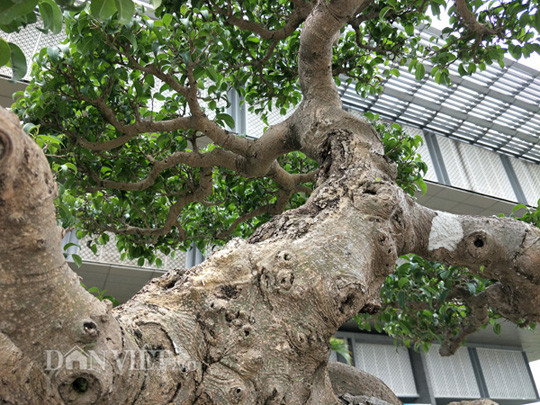 Anh Đạt cho biết, điểm đặc biệt ở cây sanh kiểng quý của anh là cây có thân uốn cong như rồng uốn khúc, các cành thân tứ diện làm chân và mây, không xòe ra dài lắm, nhưng vươn móng bám vào mây lấy thế mạnh để hút nước...