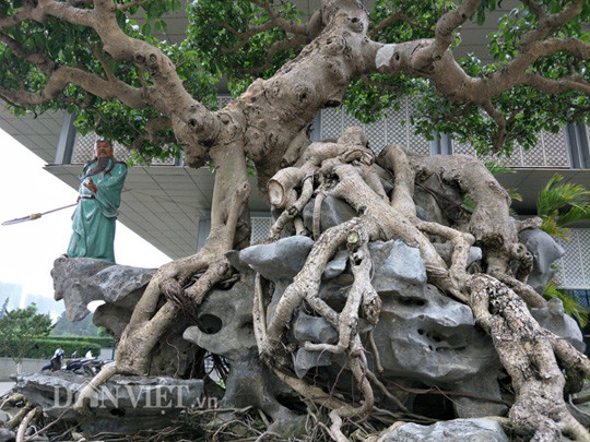 Theo anh Đạt, điểm đặc biệt ở cây sanh kiểng này là cây có thân uốn cong như rồng uốn khúc, các cành thân tứ diện làm chân và mây, không xòe ra dài lắm, nhưng vươn móng bám vào mây lấy thế mạnh để hút nước, cành hầu làm mây che lấy thân, ngọn có thể vươn lên xòe ra làm đuôi hoặc hồi đầu vừa cân đối, dáng đẹp, đứng vững vàng.