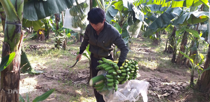 Cũng theo anh Tuấn, ngay sau khi phát hiện sự việc, gia đình anh đã có đơn trình báo lên công an huyện Gia Lâm và trong sáng 23.11, các cán bộ công an đã xuống hiện trường để kiểm tra, lấy mẫu về xét nghiệm, làm rõ nguyên nhân. Gia đình chúng tôi chỉ mong cơ quan công an sớm điều tra làm rõ người đã phá chuối và trả lại công bằng cho gia đình tôi" - anh Tuấn chia sẻ.