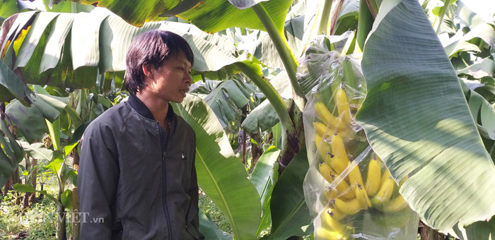 Vừa đi kiểm tra và chặt các buồng chuối chín non, anh Nguyễn Văn Tuấn (chồng chị Thủy) mặt biến sắc như người mất hồn. "Hai vợ chồng tôi lên đây thuê lại đất nông nghiệp của người dân xã Dương Hà để trồng chuối được 4 năm nay. Thời gian ở đây chúng tôi không có mâu thuẫn hay hiềm khích gì với bất kỳ ai ở khu vực này nhưng không hiểu gì sao lại có người muốn hãm hại gia đình tôi thế", anh Tuấn nói.