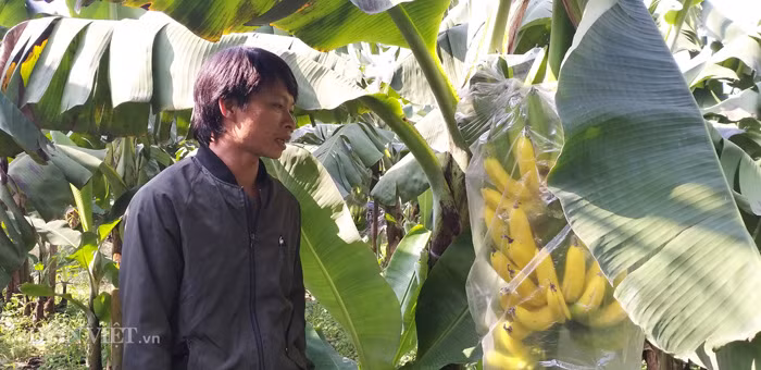 Vừa đi kiểm tra và chặt các buồng chuối chín non, anh Nguyễn Văn Tuấn (chồng chị Thủy) mặt biến sắc như người mất hồn. "Hai vợ chồng tôi lên đây thuê lại đất nông nghiệp của người dân xã Dương Hà để trồng chuối được 4 năm nay. Thời gian ở đây chúng tôi không có mâu thuẫn hay hiềm khích gì với bất kỳ ai ở khu vực này nhưng không hiểu gì sao lại có người muốn hãm hại gia đình tôi thế", anh Tuấn nói.