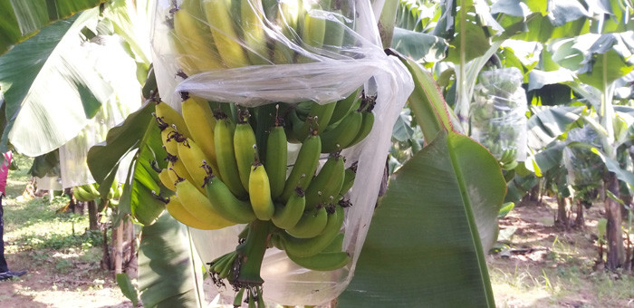 Theo ghi nhận của phóng viên Dân Việt, tại vườn chuối của gia đình anh Tuấn, hiện hầu hết các buồng chuối tại đây vẫn còn non, xanh nhưng tại các buồng quả này đã có nhiều quả chuyển sang màu vàng, nứt toác, điều đáng nói là khi bẻ các quả chuối chín non này ra thì bên trong ruột không có mùi thơm như chuối chín tự nhiên.