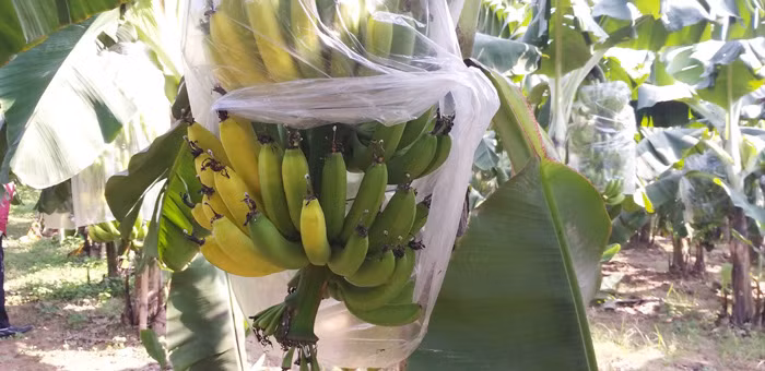 Theo ghi nhận của phóng viên Dân Việt, tại vườn chuối của gia đình anh Tuấn, hiện hầu hết các buồng chuối tại đây vẫn còn non, xanh nhưng tại các buồng quả này đã có nhiều quả chuyển sang màu vàng, nứt toác, điều đáng nói là khi bẻ các quả chuối chín non này ra thì bên trong ruột không có mùi thơm như chuối chín tự nhiên.