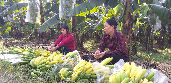 Nói về hiện tượng chuối chín non bất thường, anh Phạm Năng Thành, người được mệnh danh là "vua chuối" đất Bắc, chủ thương hiệu chuối 3T nổi tiếng ở Việt Nam cho rằng: "Qua hình ảnh và thông tin mà phóng viên cung cấp thấy rằng các cây chuối, lá chuối vẫn còn tươi, xanh nguyên nhưng ở các buồng quả non lại xuất hiện dấu hiệu chín vàng bất thường, rất có thể các buồng quả này đã bị phun thuốc dấm, một loại hóa chất cực độc để ép chín".