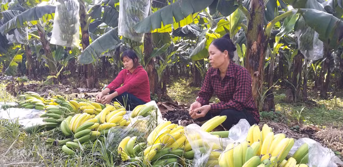 Nói về hiện tượng chuối chín non bất thường, anh Phạm Năng Thành, người được mệnh danh là "vua chuối" đất Bắc, chủ thương hiệu chuối 3T nổi tiếng ở Việt Nam cho rằng: "Qua hình ảnh và thông tin mà phóng viên cung cấp thấy rằng các cây chuối, lá chuối vẫn còn tươi, xanh nguyên nhưng ở các buồng quả non lại xuất hiện dấu hiệu chín vàng bất thường, rất có thể các buồng quả này đã bị phun thuốc dấm, một loại hóa chất cực độc để ép chín".