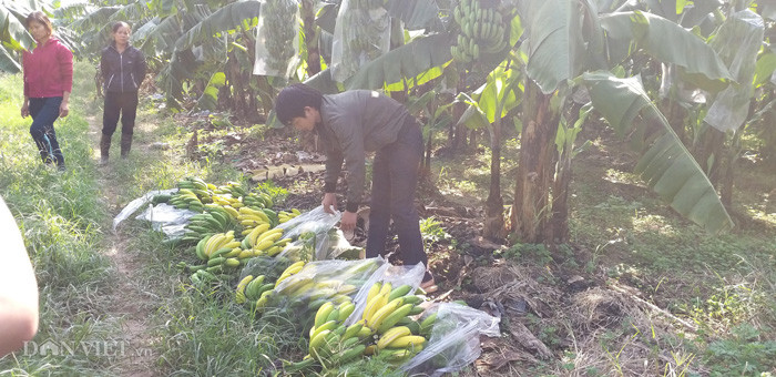 "Khi bị phun loại thuốc dấm này, các buồng chuối sẽ chín nhanh trong 2 - 3 ngày sau đó. Nếu đúng là chuối bị phun thuốc dấm ép chín thì chủ vườn không còn cách nào cứu được vườn chuối mà cách duy nhất hiện giờ là nên chặt bỏ, dọn vườn để chuẩn bị trồng các cây mới", anh Thành khuyến cáo.