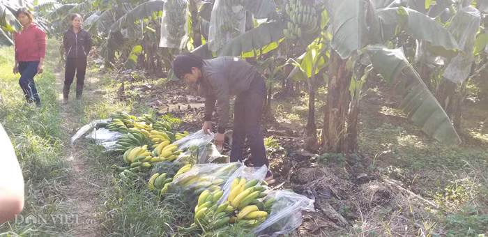 "Khi bị phun loại thuốc dấm này, các buồng chuối sẽ chín nhanh trong 2 - 3 ngày sau đó. Nếu đúng là chuối bị phun thuốc dấm ép chín thì chủ vườn không còn cách nào cứu được vườn chuối mà cách duy nhất hiện giờ là nên chặt bỏ, dọn vườn để chuẩn bị trồng các cây mới", anh Thành khuyến cáo.