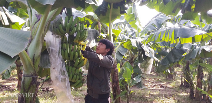 Anh Tuấn bắt đầu phải chặt các buồn chuối chín non mong cố bán vớt vát lại chút vốn.