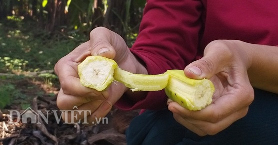 Các quả chuối tiêu hồng bị ép chín non không có mùi thơm, khi ăn không có vị ngọt như chuối chín đúng tự nhiên đúng vụ.