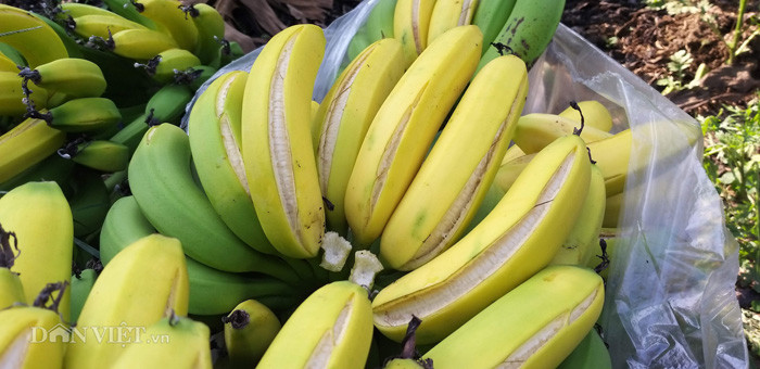 Cận cảnh buồn chuối bị ép chín non tại vườn của gia đình anh Tuấn.