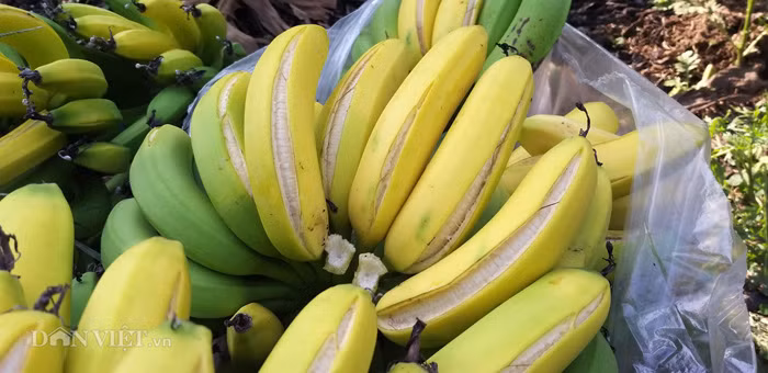 Cận cảnh buồn chuối bị ép chín non tại vườn của gia đình anh Tuấn.