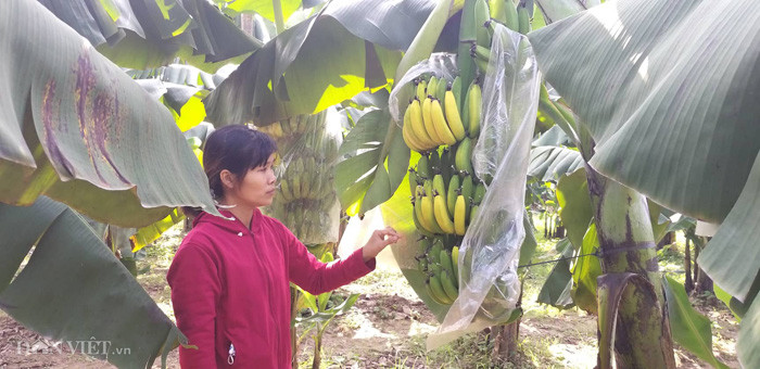 Chị Thủy bên vườn chuối đặc sản nghi bị kẻ xấu phá hoại phun thuốc ép chín non.