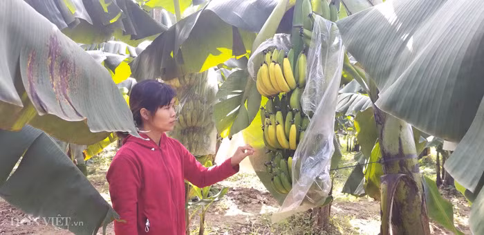 Chị Thủy bên vườn chuối đặc sản nghi bị kẻ xấu phá hoại phun thuốc ép chín non.