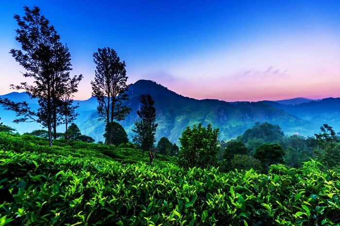 Nuwara Eliya, Sri Lanka Du khách sẽ ngay lập tức rơi vào tình yêu với cảnh quan xanh tươi mát mẻ của Nuwara Eliya. Được xếp hạng là một trong những quốc gia Châu Á tốt nhất để tham quan vào tháng 10, Nuwara Eliya nổi tiếng bởi nằm ở vị trí trung tâm giữa vùng cao nguyên Sri Lanka. Với khí hậu dễ chịu và phong cảnh huyển ảo, Nuwara Eliya là một điểm đến phải ghé thăm khi ở Sri Lanka. Thời tiết tháng 10 là 21 ° C. Các điểm tham quan chính: Vườn thực vật Hakgala, Thác Devon, Thác St. Clairs, Thác nước nhảy.