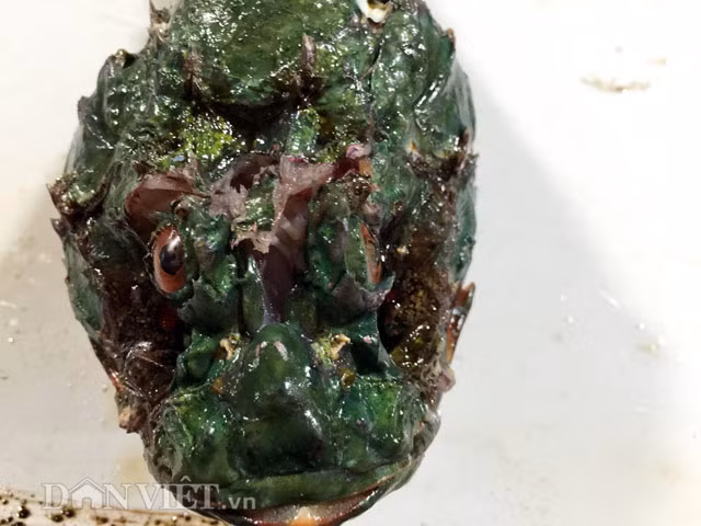 "Dung nhan" cá mặt quỷ.